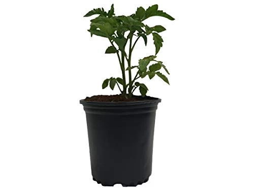 1/2 Gal. Plastic Nursery Pots (50-Pack) 5 1/2 Gal. Plastic Nursery Pots (50-Pack) - Image 5