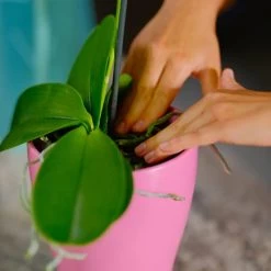 Premier Horticulture 1008091RGCE Orchid Mix, 8 Quart, Black -Garden Supply Store 41666Cf92BRS