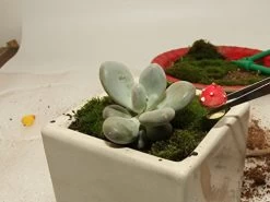 Ginsco 7pcs Succulent Transplanting Miniature Fairy Garden Planting Gardening Hand Tools Set 12 Ginsco 7pcs Succulent Transplanting Miniature Fairy Garden Planting Gardening Hand Tools Set -Garden Supply Store 41VPgbJBoRL