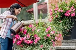 Miracle-Gro Water Soluble Bloom Booster Plant Food – 1.5Kg -Garden Supply Store 510iToOD1PL