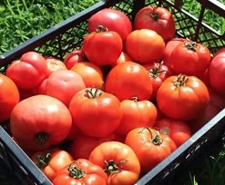 Big A Tomato Fertilizer – 13.5oz Premium Organic Fertilizer With Kelp – Plant Fertilizer For Tomatos Indoor And Outdoor Plants – Nutrient-Rich Organic Fertilizer For Vegetables, Fruits, Plants -Garden Supply Store 512O3cpJBJL