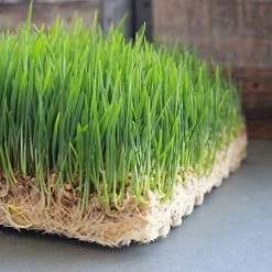 Pro Micro Jute Microgreens Grow Mats By Handy Pantry – 10×10 Inches For 1010 Growing Trays – Pack Of 100 Pads… 10 Pro Micro Jute Microgreens Grow Mats By Handy Pantry – 10×10 Inches For 1010 Growing Trays – Pack Of 100 Pads… -Garden Supply Store 517FUwK8RvL