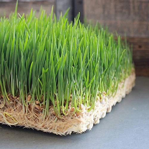 Pro Micro Jute Microgreens Grow Mats By Handy Pantry – 10×10 Inches For 1010 Growing Trays – Pack Of 100 Pads… 4 Pro Micro Jute Microgreens Grow Mats By Handy Pantry – 10×10 Inches For 1010 Growing Trays – Pack Of 100 Pads… - Image 4
