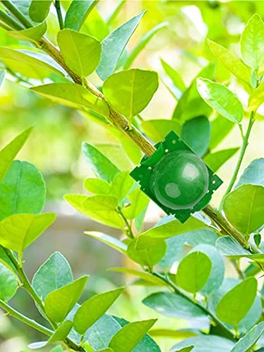 12PCS Plant Root Growing Box Kalolary Reusable Plant Rooting Device Air Layering Pods High-Pressure Propagation Ball Grafting Botany Root Ball For Plants Reproduction For Indoor Outdoor Plant (Small) 6 12PCS Plant Root Growing Box Kalolary Reusable Plant Rooting Device Air Layering Pods High-Pressure Propagation Ball Grafting Botany Root Ball For Plants Reproduction For Indoor Outdoor Plant (Small) - Image 6