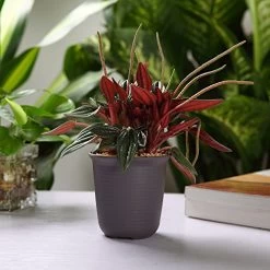 T4U 4.75 Inch Plastic Round Succulent Plant Pots With Saucers, Nursery Flower Pots With Pallet Dark Grey – Set Of 10 -Garden Supply Store 51Iza2ZC0aL