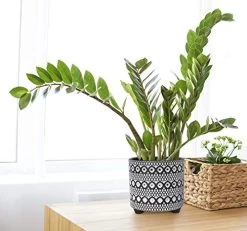 Set Of 2 Planter Pots, 4 Inch & 6 Inch, Modern Design Ceramic Plants Pot With Drainage Hole, Gold/White 11 Set Of 2 Planter Pots, 4 Inch & 6 Inch, Modern Design Ceramic Plants Pot With Drainage Hole, Gold/White -Garden Supply Store 51J8 W0slcL