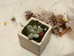 Ginsco 7pcs Succulent Transplanting Miniature Fairy Garden Planting Gardening Hand Tools Set 13 Ginsco 7pcs Succulent Transplanting Miniature Fairy Garden Planting Gardening Hand Tools Set -Garden Supply Store 51Td7BtxN4L