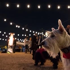 Enbrighten Café LED String Lights (24 Ft.), 12 Lifetime Bulbs, Premium, Weatherproof, Shatterproof, Commercial Grade, UL… -Garden Supply Store 51VAxvEJ6oL