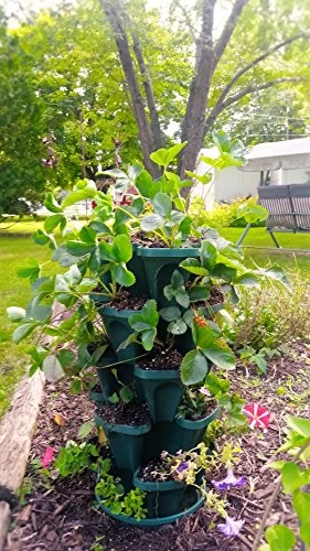 5-Tier Stackable Strawberry, Herb, Flower, & Vegetable Planter – Vertical Gardening Indoor/Outdoor Stacking Garden Pots… 3 5-Tier Stackable Strawberry, Herb, Flower, & Vegetable Planter – Vertical Gardening Indoor/Outdoor Stacking Garden Pots… - Image 3