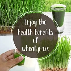 Pro Micro Jute Microgreens Grow Mats By Handy Pantry – 10×10 Inches For 1010 Growing Trays – Pack Of 100 Pads… 13 Pro Micro Jute Microgreens Grow Mats By Handy Pantry – 10×10 Inches For 1010 Growing Trays – Pack Of 100 Pads… -Garden Supply Store 51jOlhfhYSL