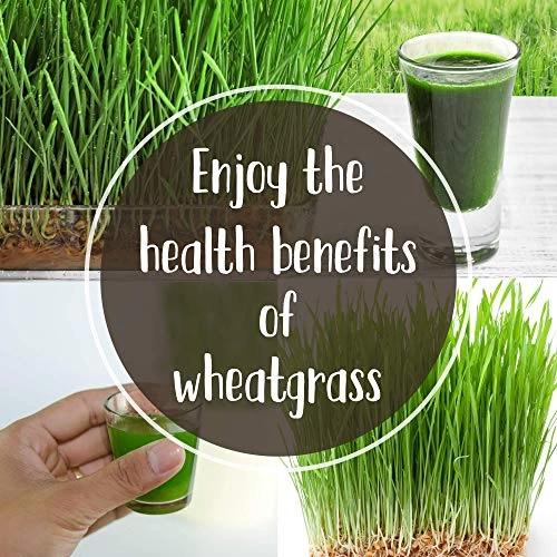 Pro Micro Jute Microgreens Grow Mats By Handy Pantry – 10×10 Inches For 1010 Growing Trays – Pack Of 100 Pads… 7 Pro Micro Jute Microgreens Grow Mats By Handy Pantry – 10×10 Inches For 1010 Growing Trays – Pack Of 100 Pads… - Image 7