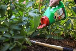 Miracle-Gro Shake N Feed Tomato, Fruits & Vegetables Plant Food – 2.04kg -Garden Supply Store 51nb0X2fZcL