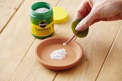 Miracle-Gro FastRoot Dry Powder Rooting Hormone Jar, 1-1/4-Ounce 7 Miracle-Gro FastRoot Dry Powder Rooting Hormone Jar, 1-1/4-Ounce -Garden Supply Store 51obJOAvzdL