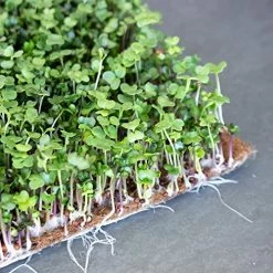 Pro Micro Jute Microgreens Grow Mats By Handy Pantry – 10×10 Inches For 1010 Growing Trays – Pack Of 100 Pads… 11 Pro Micro Jute Microgreens Grow Mats By Handy Pantry – 10×10 Inches For 1010 Growing Trays – Pack Of 100 Pads… -Garden Supply Store 51tQpmrNOSL