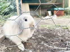 Chicken Wire Mesh, 13.7 X 196.8 Inch Poultry Wire Netting Hexagonal Galvanized Mesh With Gloves, Wire Cutters, Fence Nails, Cable Ties For Craft Projects, Pet Rabbit Chicken Wire Fencing -Garden Supply Store 51tabHN57L