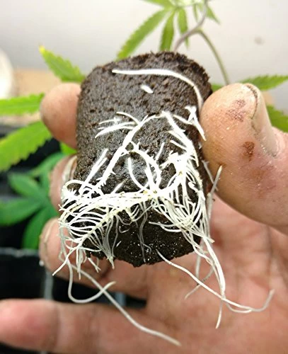 Bokashi PRO-GRO Fermented Fertilizer 1.5 KG 2 Bokashi PRO-GRO Fermented Fertilizer 1.5 KG - Image 2