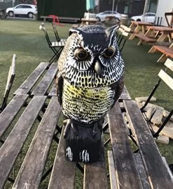 AndBird Plastic Owl Decoy To Scare Birds Away With Rotating Head/Eyes,Garden Owl For Bird Control,Owl Scarecrow Statues…