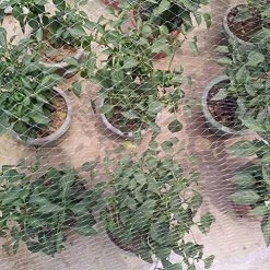 33 X 16 Ft Reusable Nylon Anti Bird Net Anti Bird Mesh Netting Anti Bird Protection Net For Garden Plant Fruit Crop Cage Protection Against Birds Deer Seagull Pigeon -Garden Supply Store 615vFKz9OYL