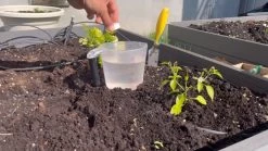 BudJuice Micro Organic Liquid Fertilizer – All Purpose, All Natural Nutrient Rich Plant Food For Gardens, Hydroponics, Flowers, Vegetables, Succulents -Garden Supply Store 617N7f5al3L