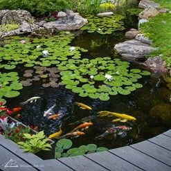 Aquascape 98948 Dry Beneficial Bacteria For Pond And Water Features, 8.8-Ounce -Garden Supply Store 61GIt0ok3uL