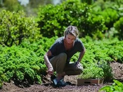 Fiskars Premium Planters 137200 Trowel -Garden Supply Store 61Vb3225mNL