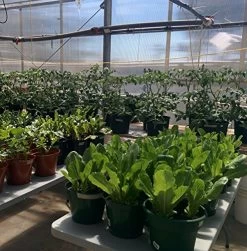 MARPHYL Organic Liquid Fertilizer – Indoor & Outdoor House Plant Fertilizer – All-Purpose Nutrient-Rich Plant Food… -Garden Supply Store 61d2B0SDkVAL