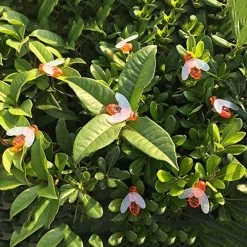 SKYFIRE 2 Pack Solar Powered Twinkle Fairy Lights, 10 Strands 200 LEDs Waterproof Timbo String Lights Decorative Silver… -Garden Supply Store 61gNmrudwAL