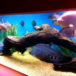 Pond Armor SKU-CBLUE-GA Non-Toxic Pond Shield Epoxy Paint, 1.5-Gallon, Competition Blue -Garden Supply Store 61h8spfuo2BL 1