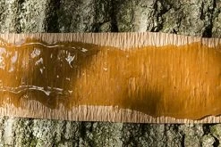 Tanglefoot Tree Care Kit – Tree Insect Barrier & Tangle-Guard Wrap Combo -Garden Supply Store 61szpmg3SRL